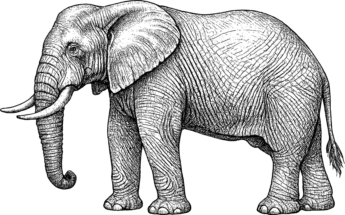 Woodcut illustration of a African Elephant