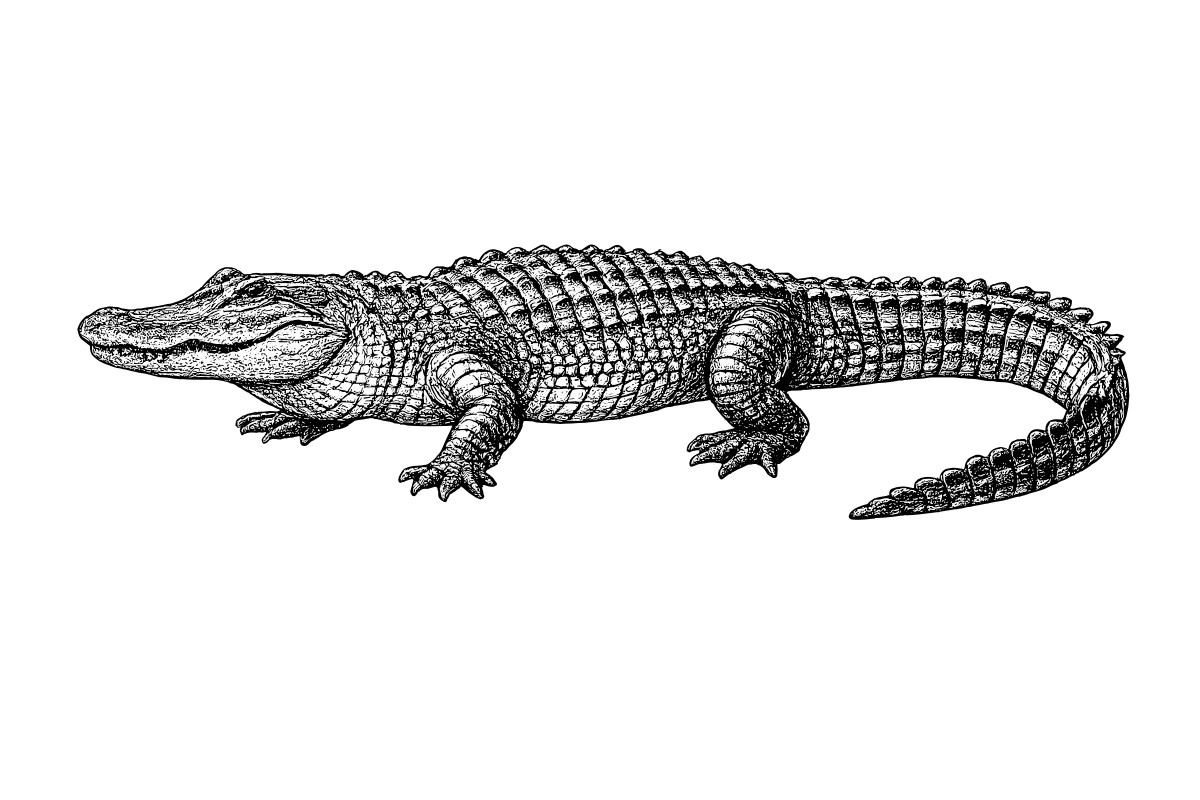 Woodcut illustration of a American Alligator
