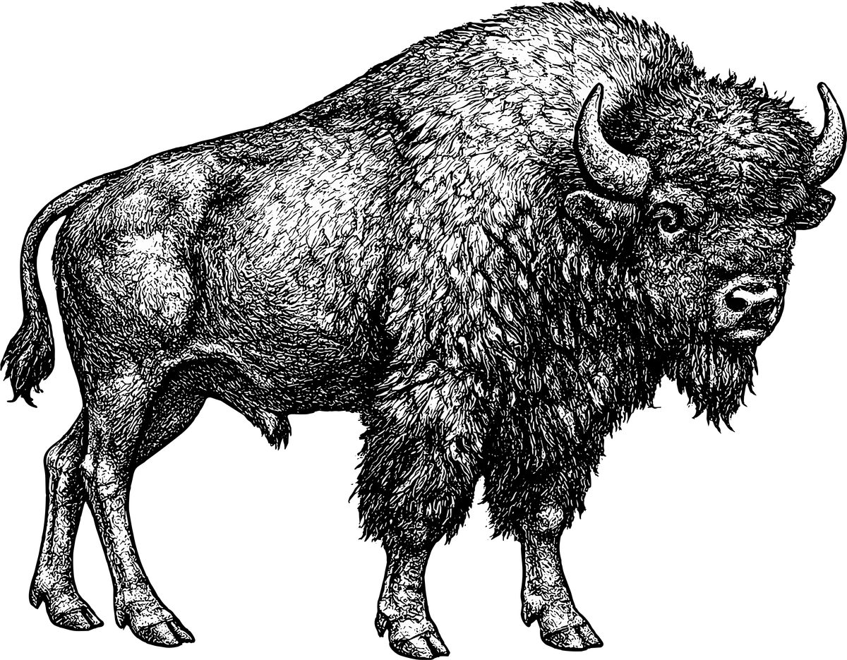 Woodcut illustration of a American Bison