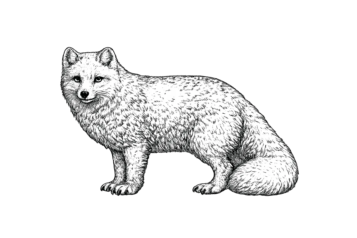 Woodcut illustration of a Arctic Fox