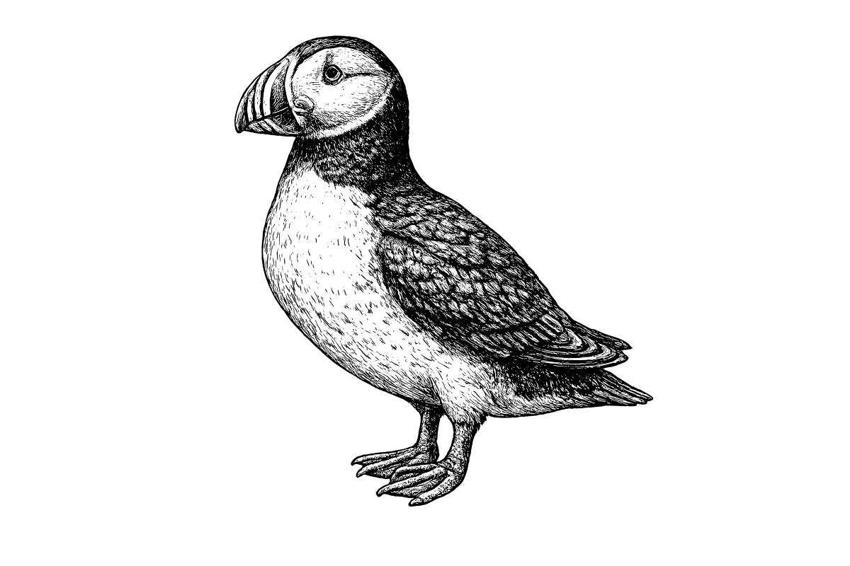 Woodcut illustration of a Atlantic Puffin