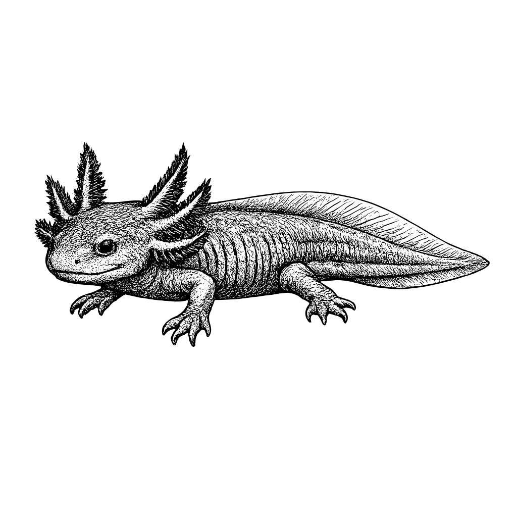 Woodcut illustration of a Axolotl