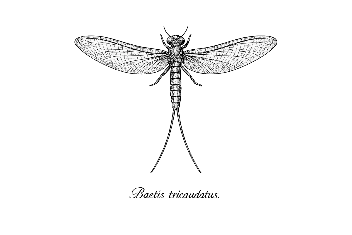 Woodcut illustration of a Baetis Mayfly