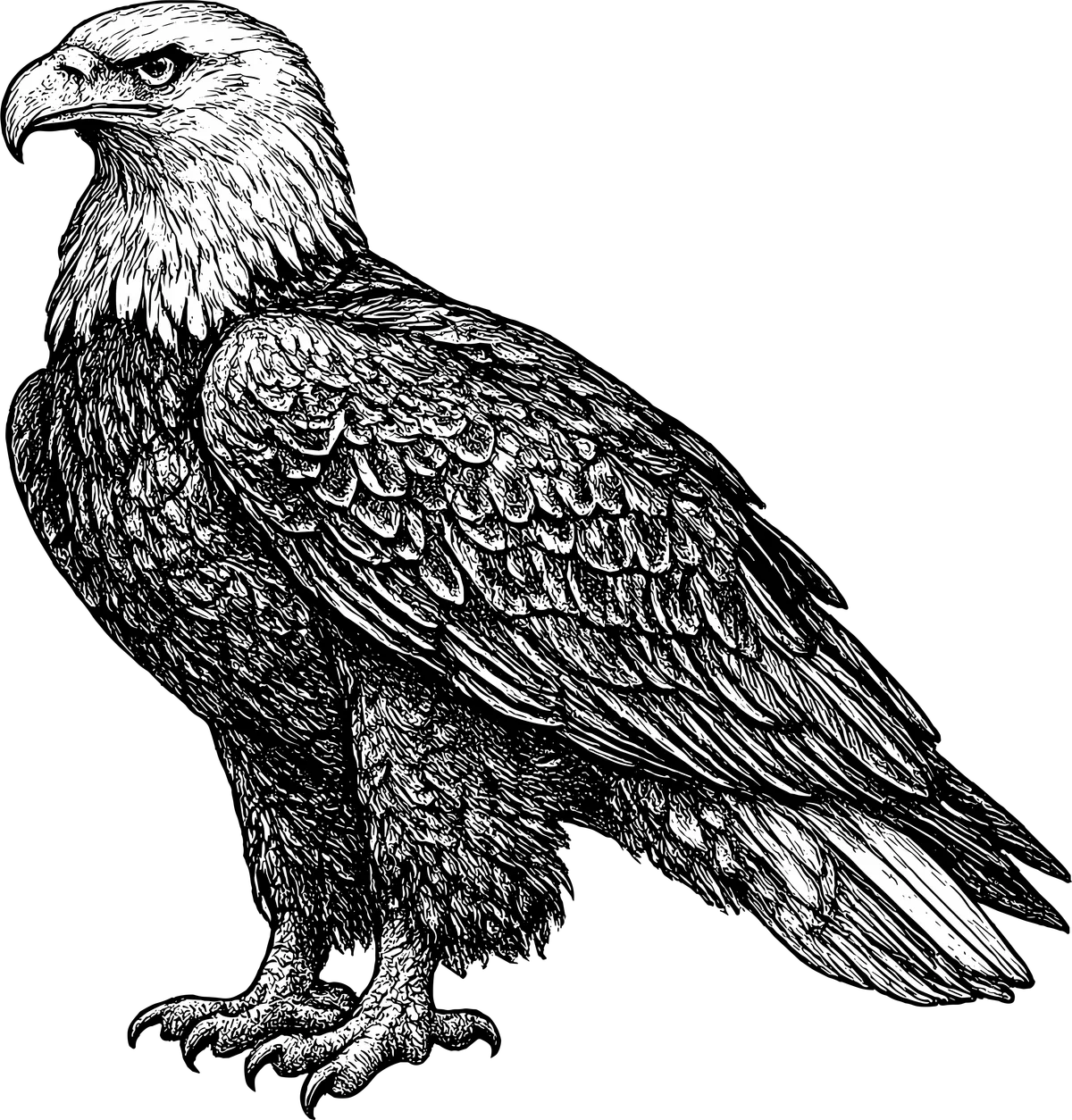 Woodcut-style illustration of a Bald Eagle