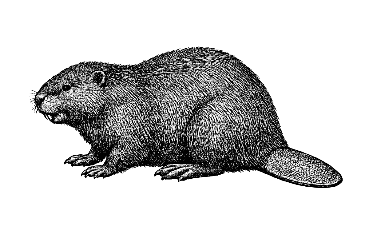 Woodcut illustration of a North American Beaver
