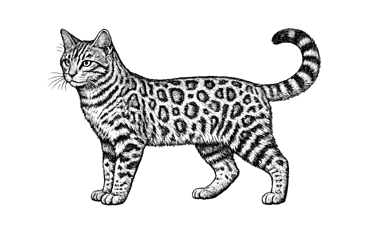 Woodcut illustration of a Bengal