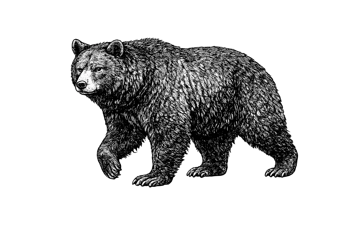 Woodcut illustration of a American Black Bear
