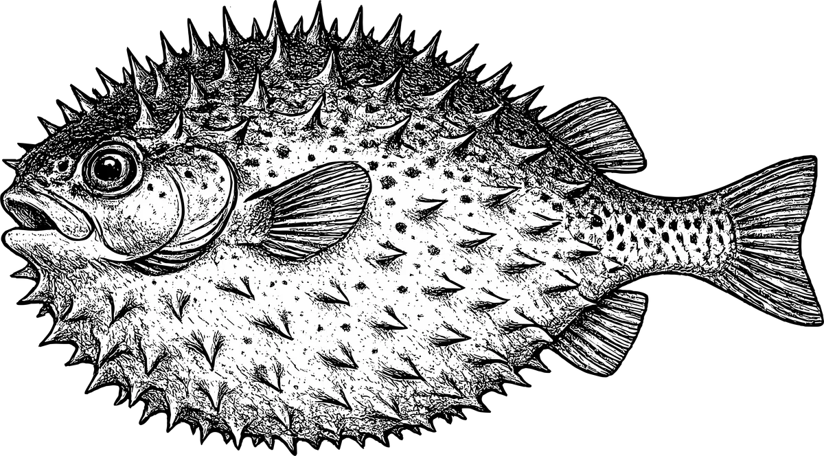 Woodcut illustration of a Blowfish