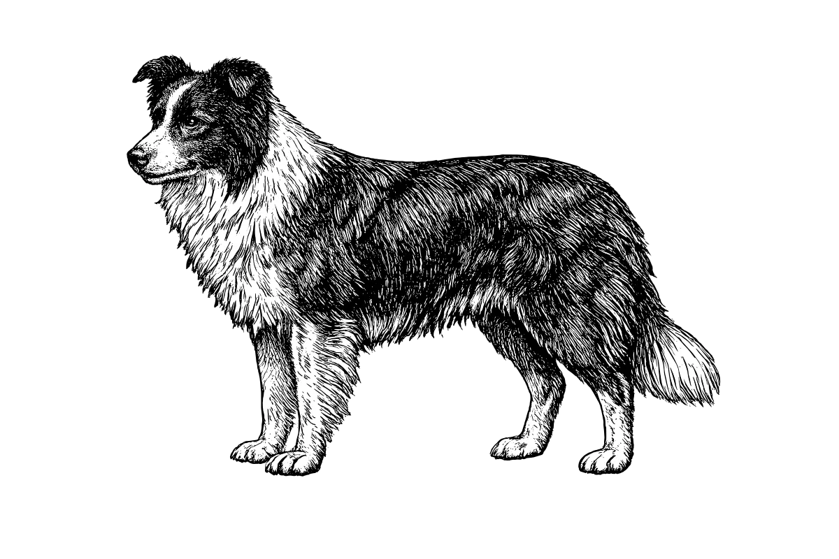 Woodcut illustration of a Border Collie