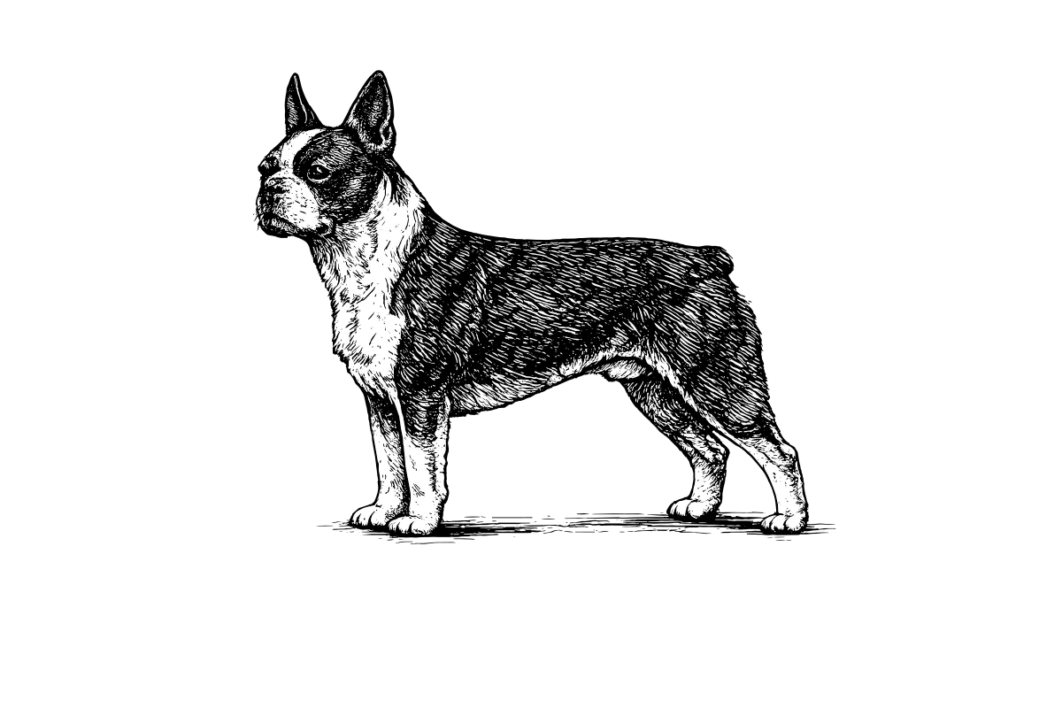 Woodcut illustration of a Boston Terrier