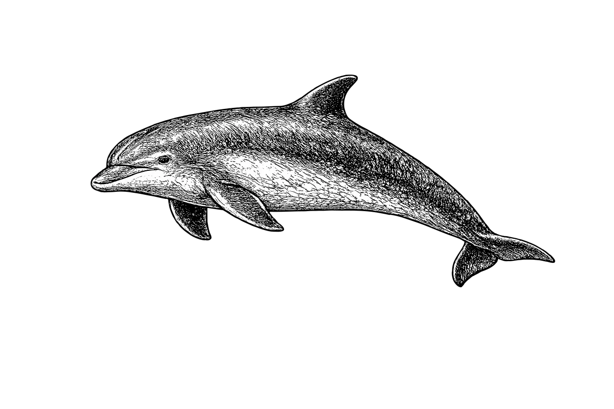 Woodcut illustration of a Bottlenose Dolphin