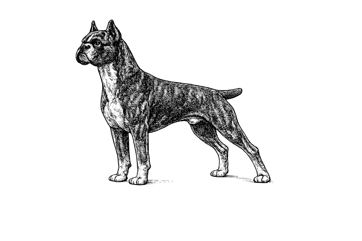 Woodcut illustration of a Boxer