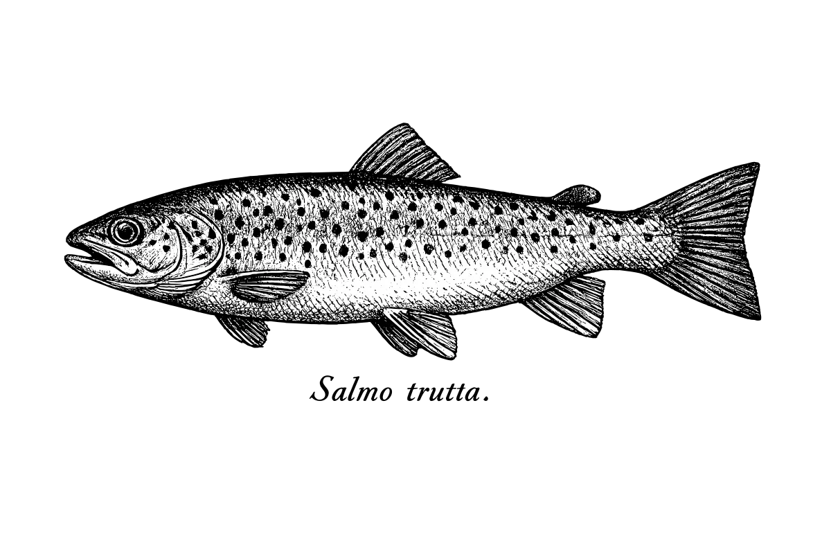Native Trout
