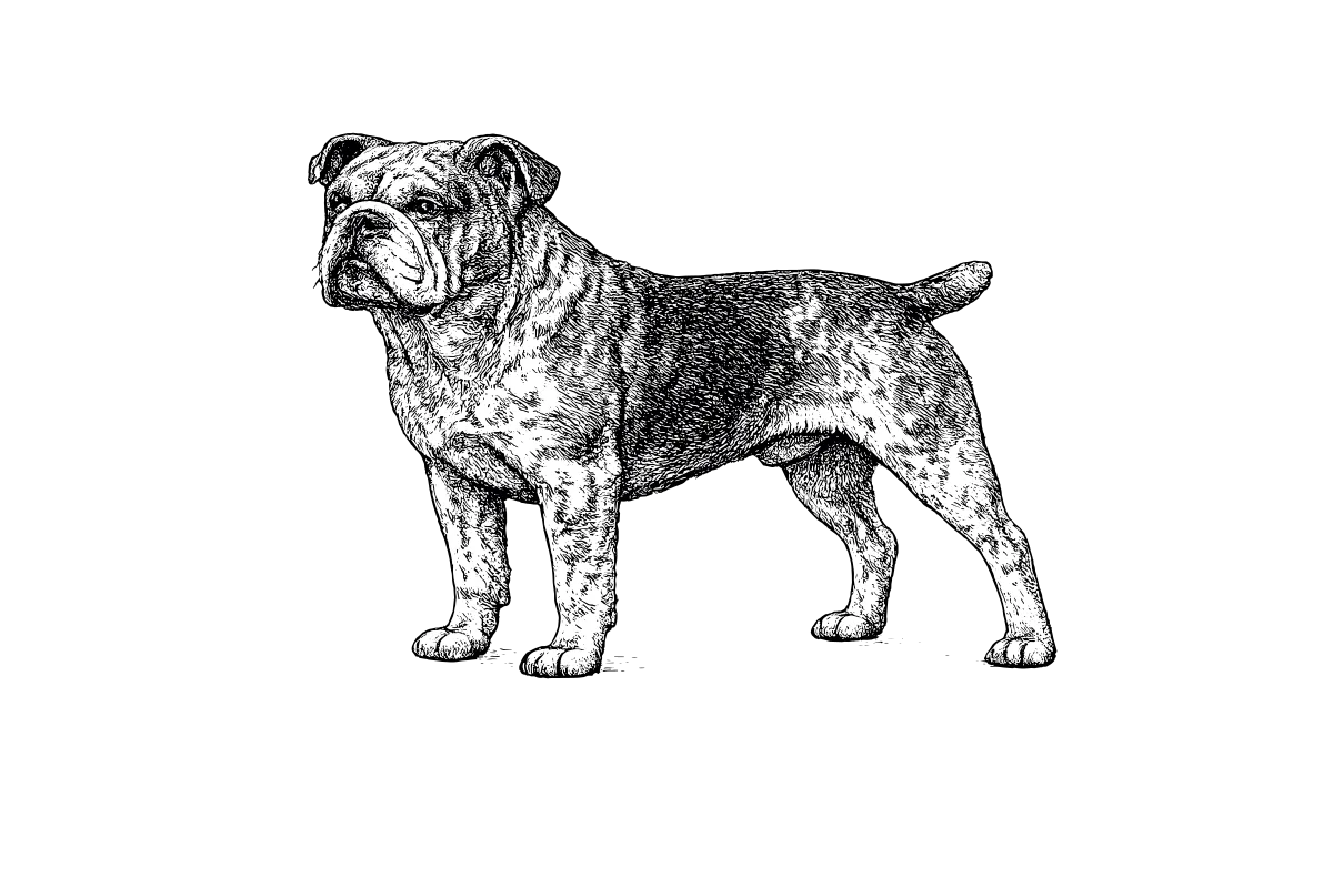 Woodcut illustration of a Bulldog