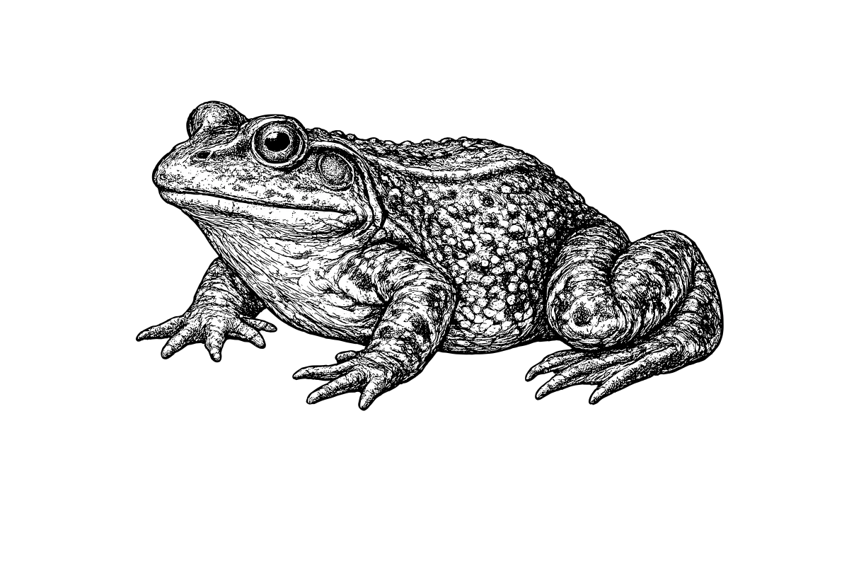 Woodcut illustration of a American Bullfrog