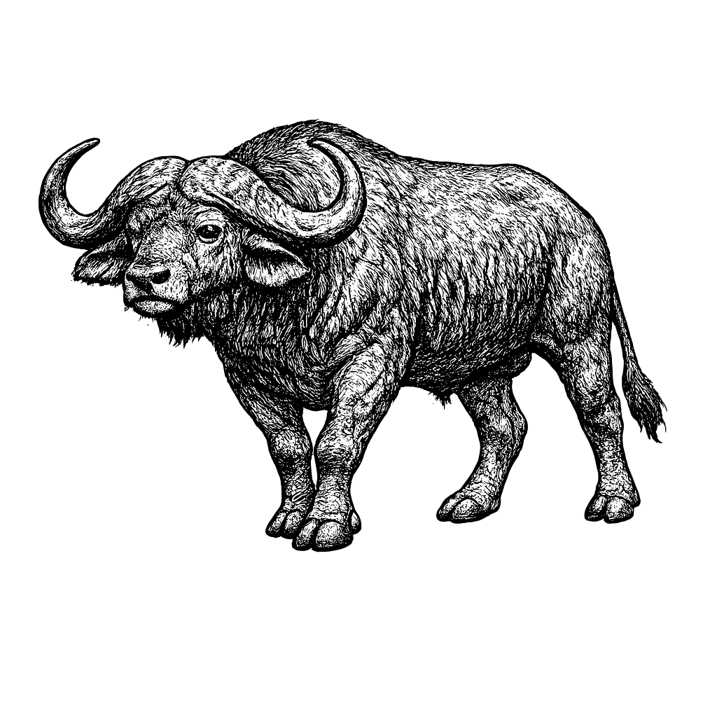 Woodcut illustration of a Cape Buffalo