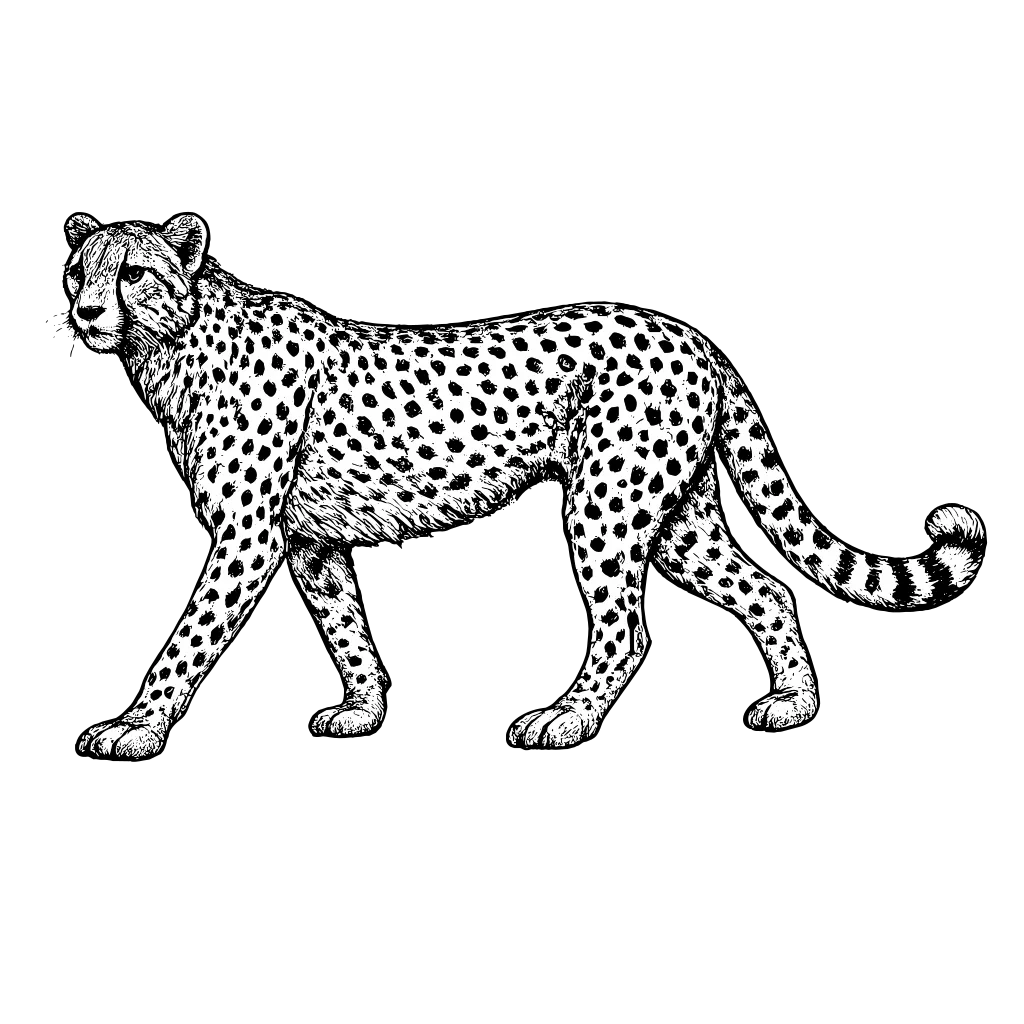 Woodcut illustration of a Cheetah