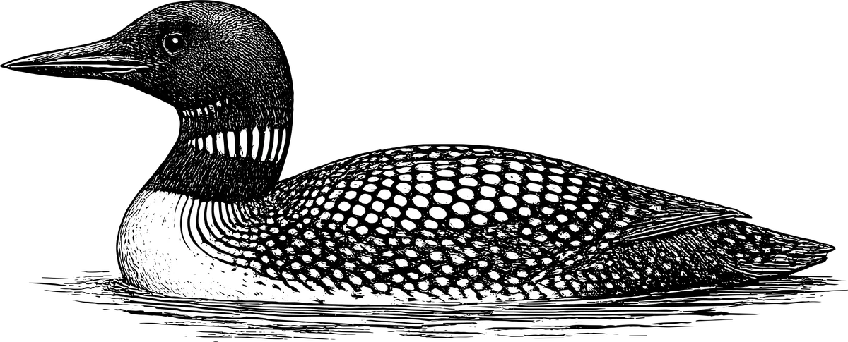 Woodcut illustration of a Common Loon