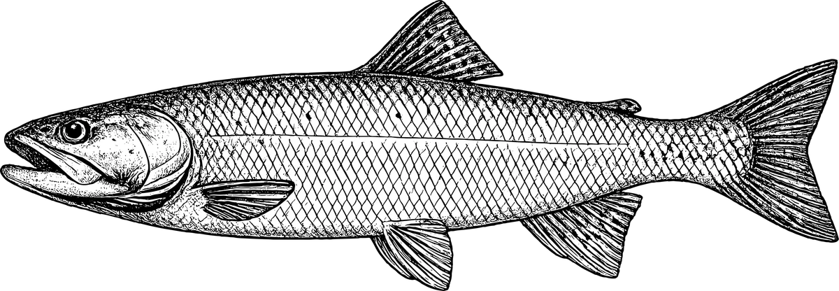 Woodcut illustration of a Cutthroat Trout