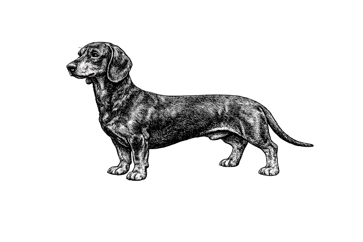 Woodcut illustration of a Dachshund