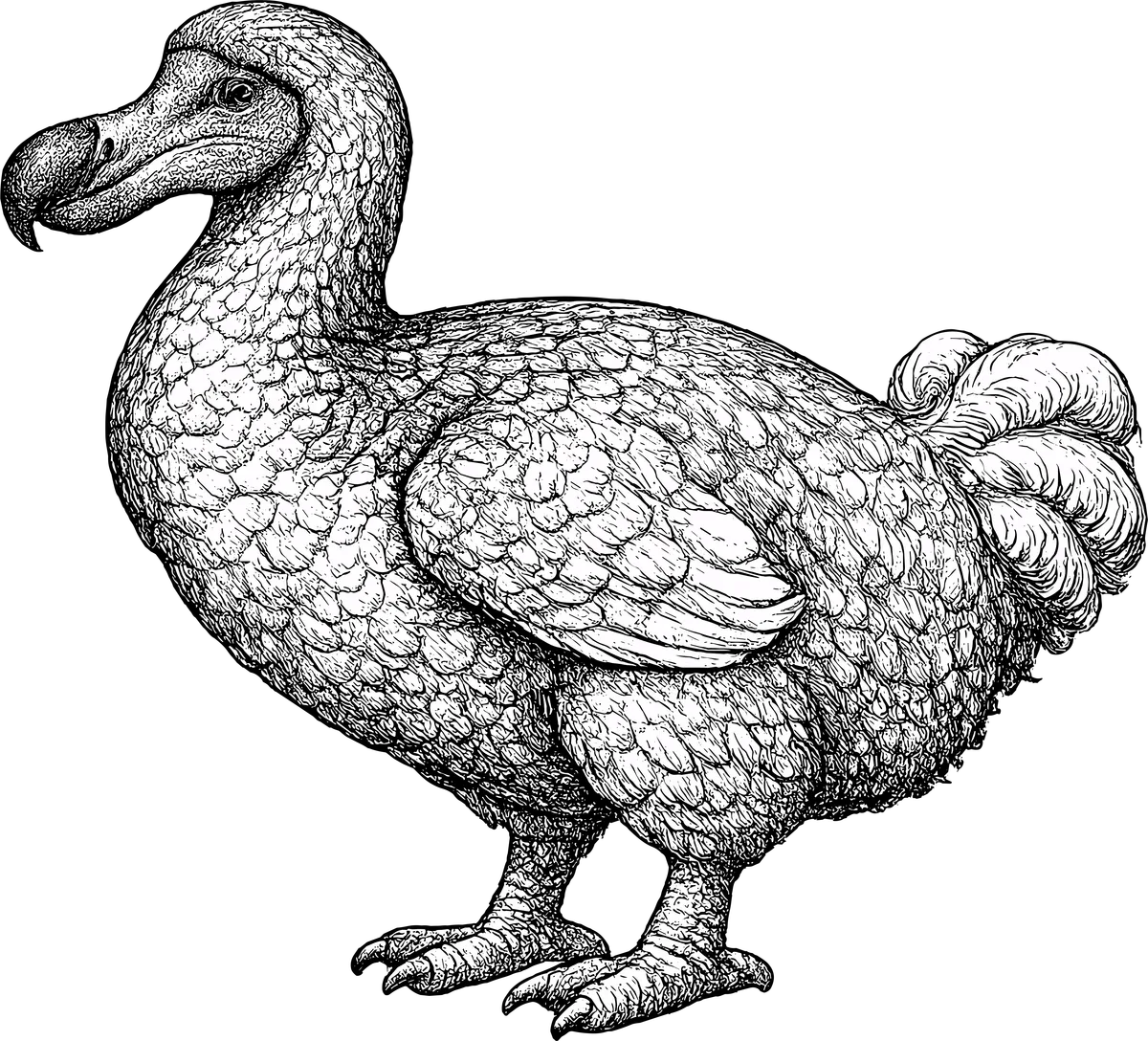 Woodcut-style illustration of a Dodo