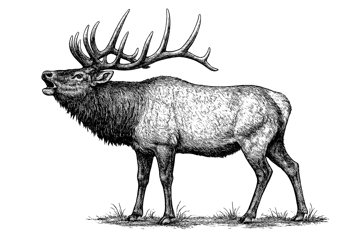 Woodcut illustration of a Elk