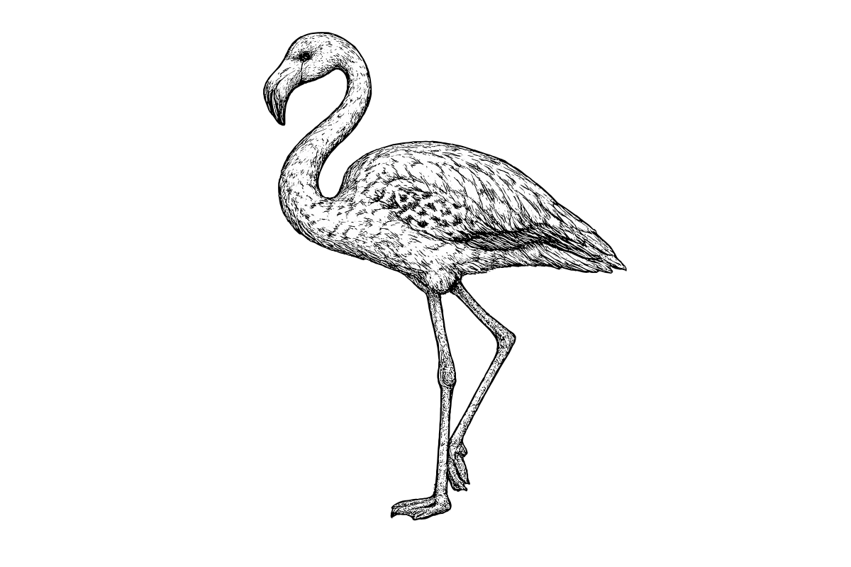 Woodcut illustration of a Flamingo