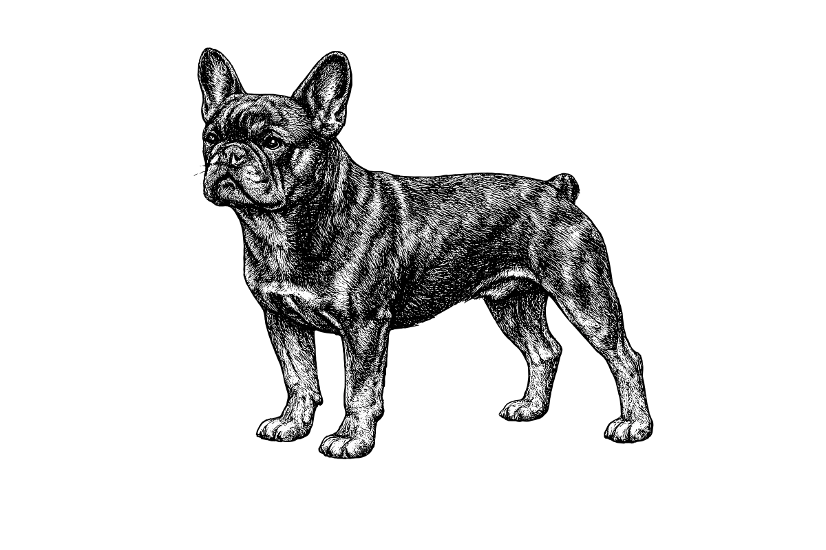 Woodcut illustration of a French Bulldog