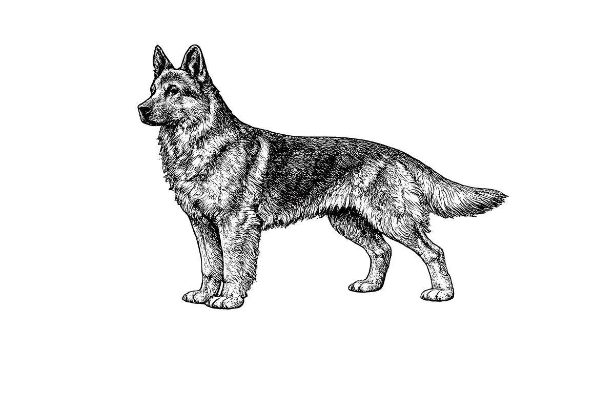 Woodcut illustration of a German Shepherd