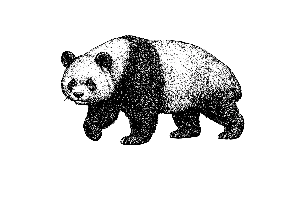 Woodcut illustration of a Giant Panda