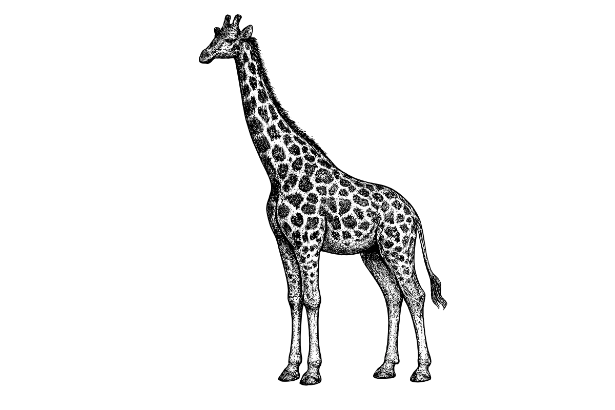 Woodcut-style illustration of a Giraffe