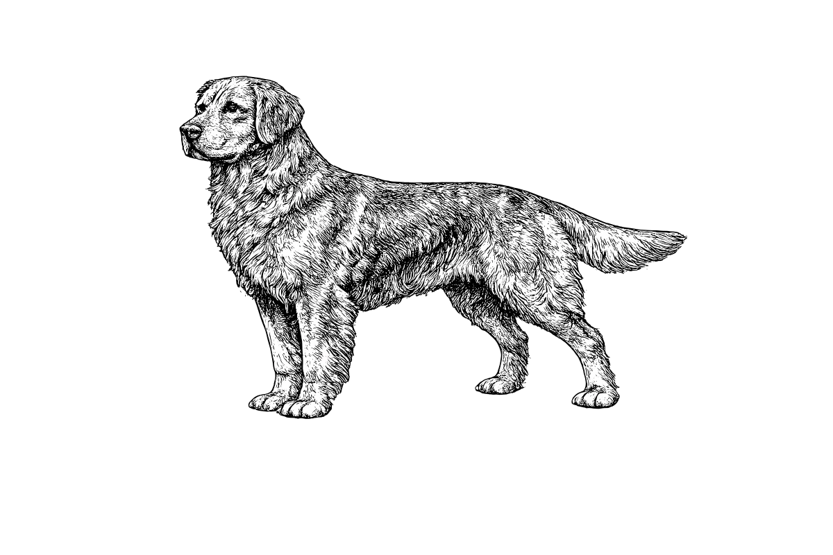 Woodcut illustration of a Golden Retriever