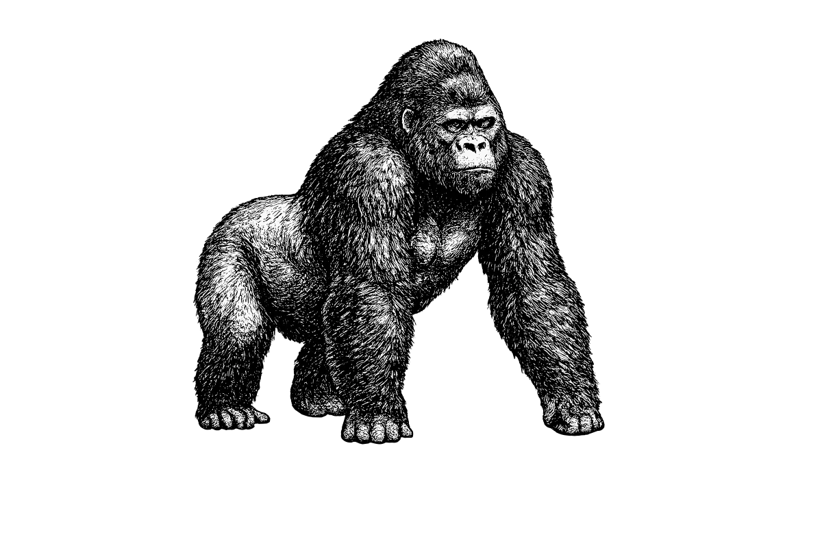 Woodcut illustration of a Western Lowland Gorilla
