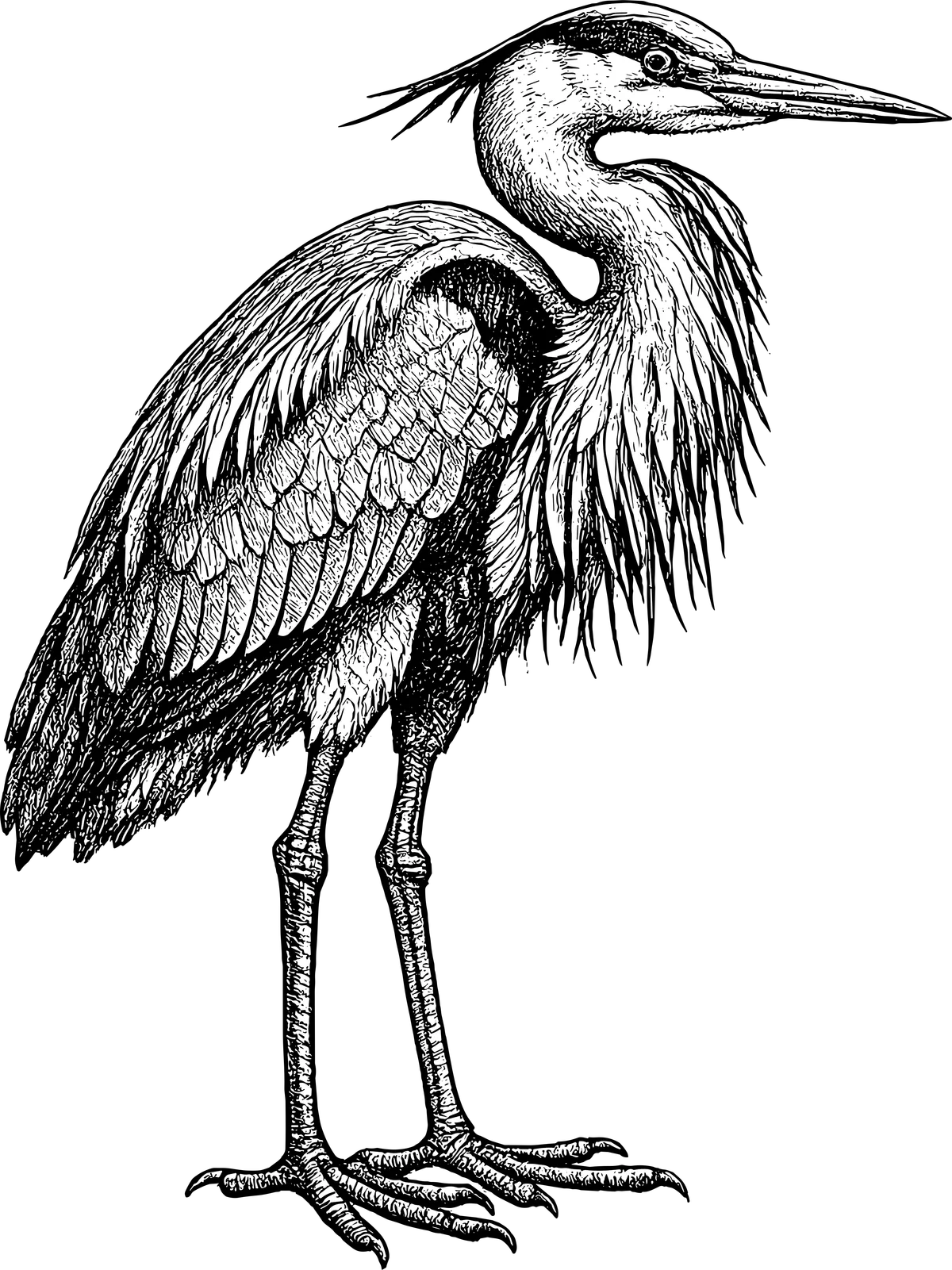 Woodcut illustration of a Great Blue Heron