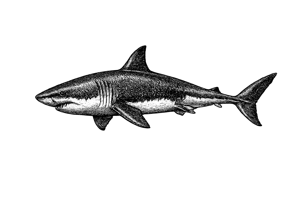 Woodcut illustration of a Great White Shark