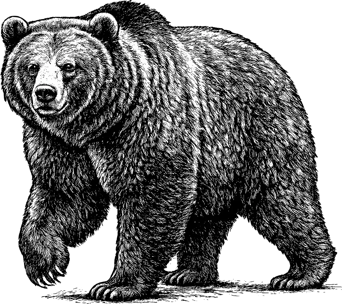 Woodcut illustration of a Grizzly Bear