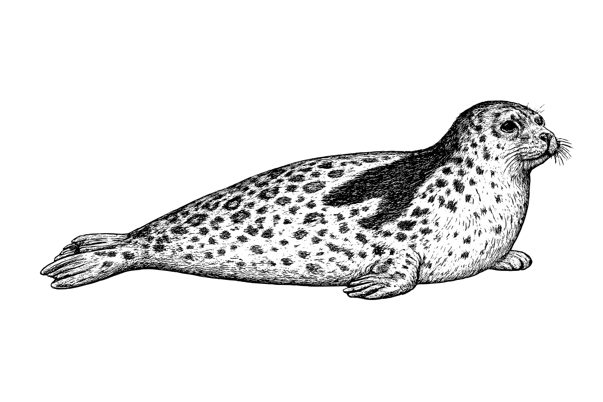 Woodcut-style illustration of a Harp Seal