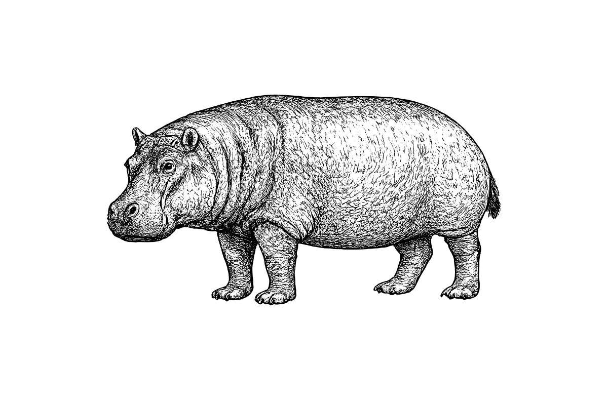 Woodcut illustration of a Hippopotamus