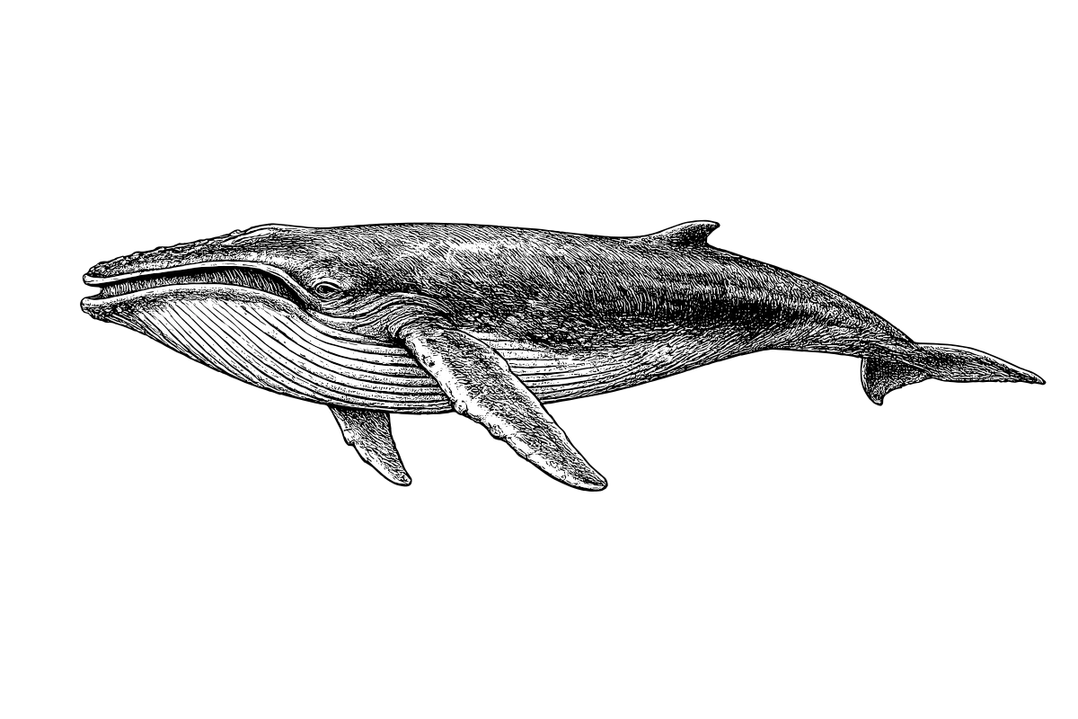 Woodcut illustration of a Humpback Whale