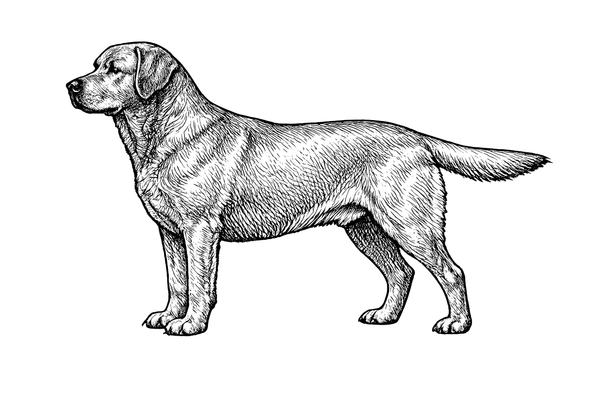 Woodcut illustration of a Labrador Retriever