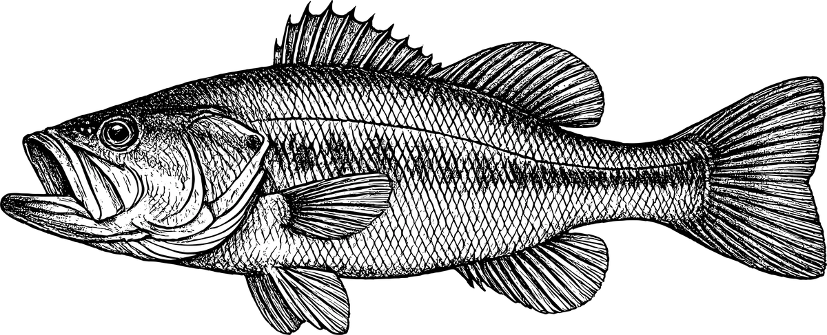 Woodcut-style illustration of a Largemouth Bass