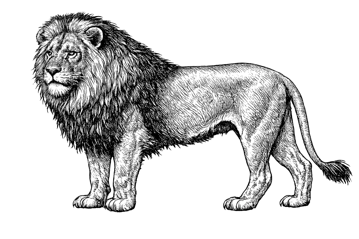 Woodcut illustration of a Lion