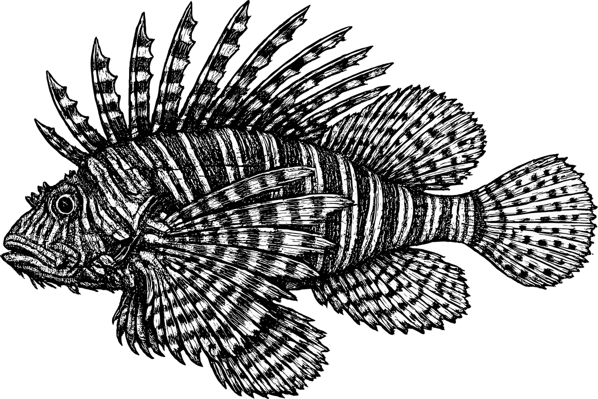 Woodcut illustration of a Lionfish