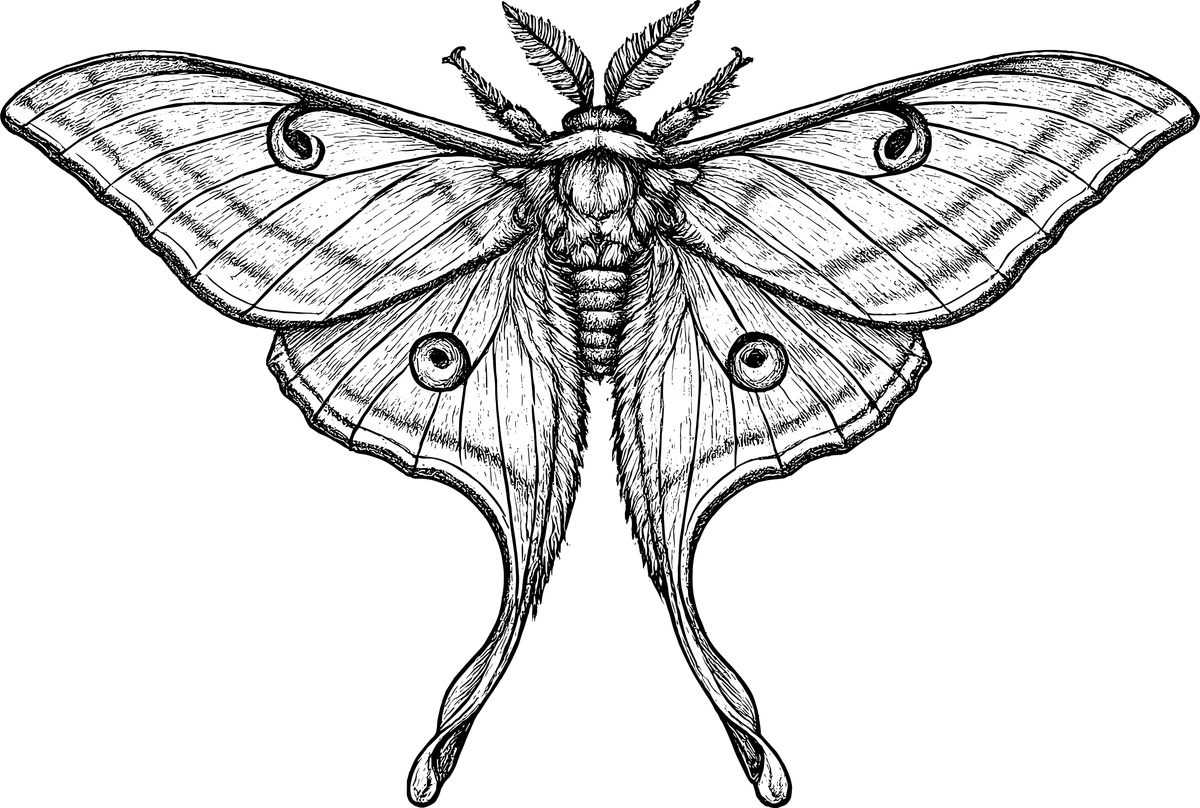 Woodcut illustration of a Luna Moth