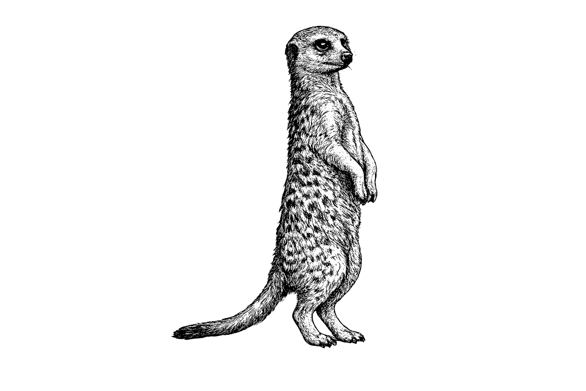 Woodcut illustration of a Meerkat