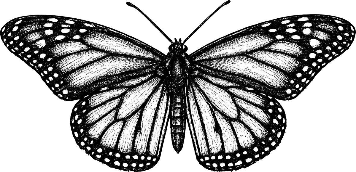 Woodcut illustration of a Monarch Butterfly