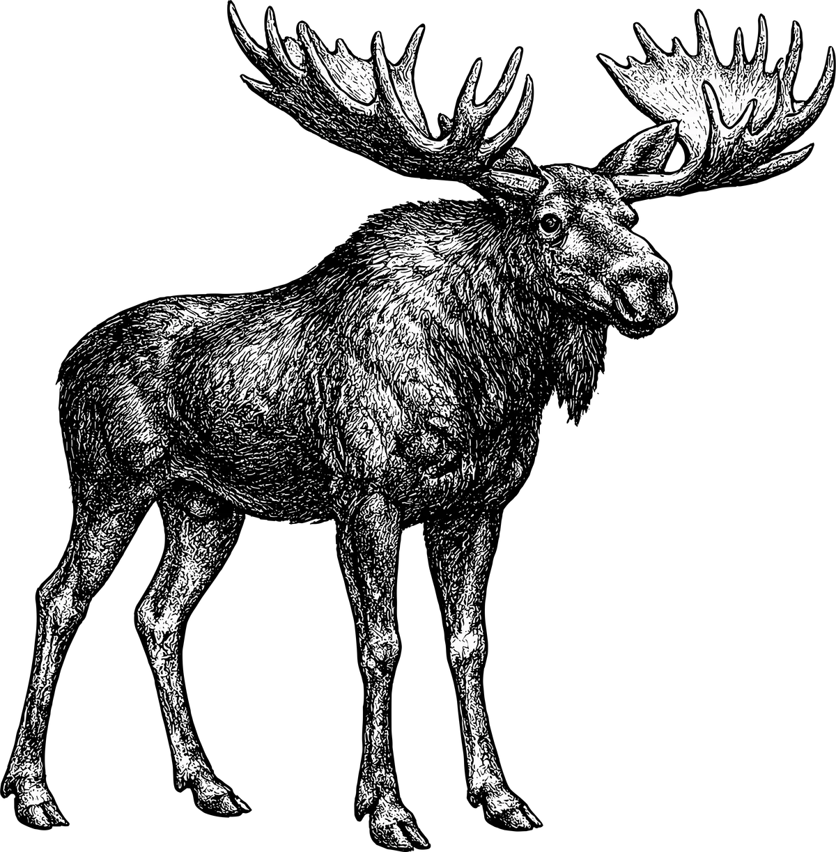 Woodcut-style illustration of a Moose