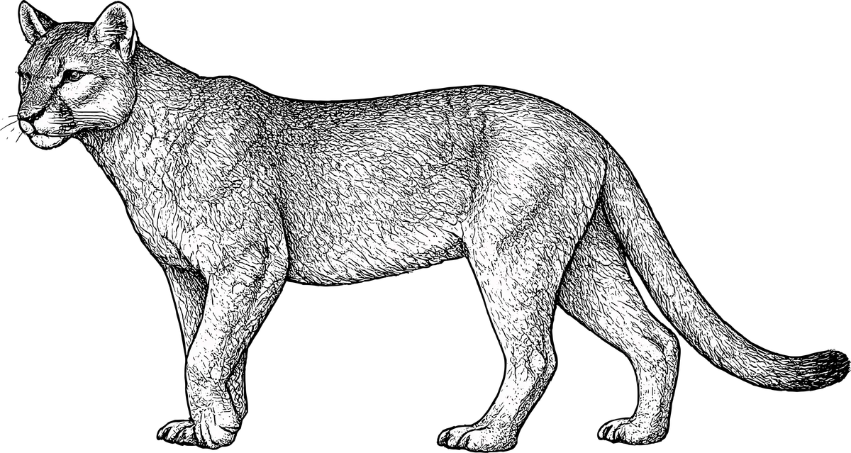 Woodcut illustration of a Mountain Lion