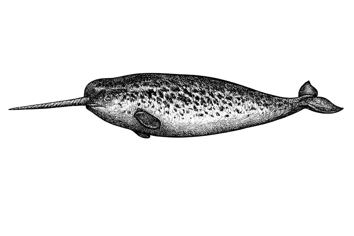 Woodcut illustration of a Narwhal