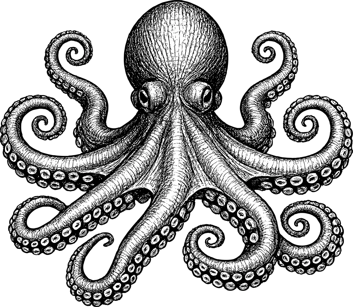 Woodcut illustration of a Giant Pacific Octopus